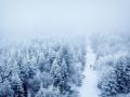 trees 5899195 1920